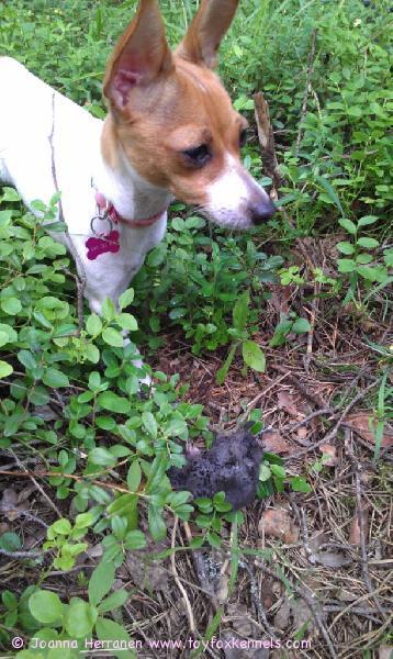 Kismet 1 - maamyyrä 0. :) Tarvitaankohan me kissaa enää ollenkaan?!