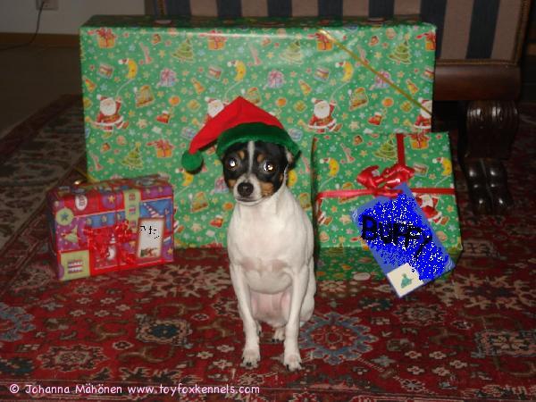 Buffy perheineen haluaa toivottaa kaikille
amerikankääpiöterriereille
sekä tietysti Jonnalle ja Paulille Rauhallista Joulua ja Iloa vuodelle 2010
T: Buffy