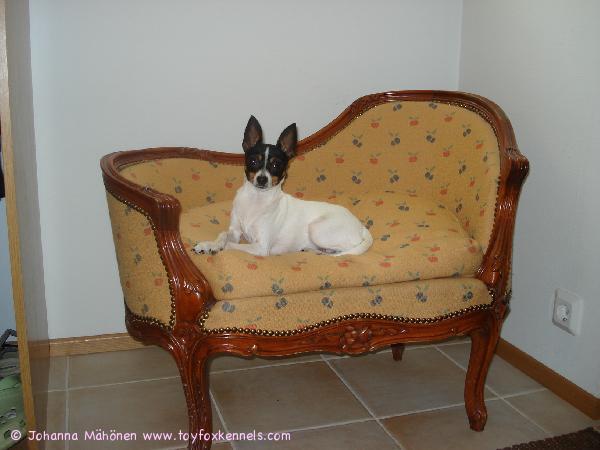 Buffy omalla vahtipaikalla.