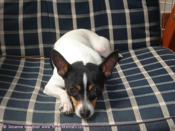 Buffy rentoutuu kotiterassilla.