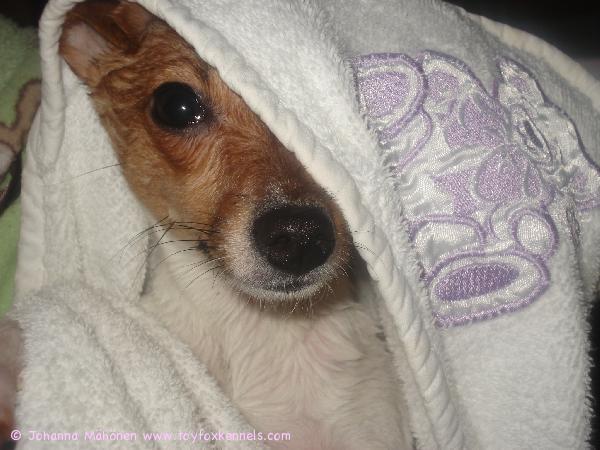 Bella kylvyn jälkeen