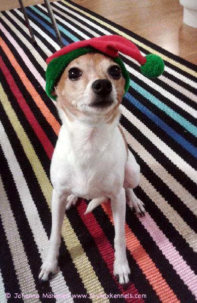 Rauhallista joulua.

T. 'PR' Dunkel's Helena aka Bella ja 'PR' Dunkel's Buffy aka Buffy perheineen.