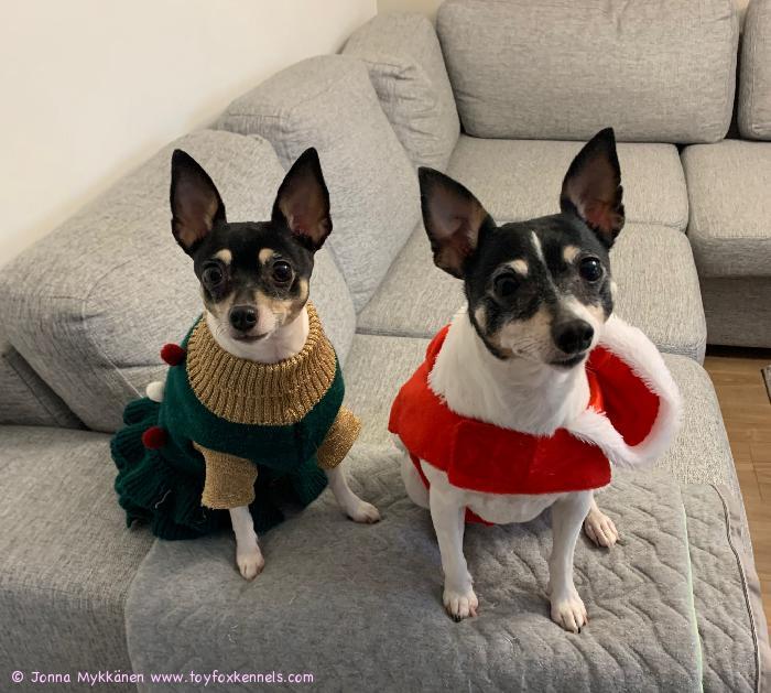 Rauhaisaa joulun aikaa t. Stella, Cara ja Jonna