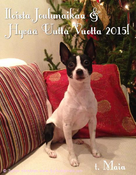 Vuodenvaihdetta odotellessa, lumesta nauttiessa ja kuusta vartioidessa!

Iloisin terveisin,
'PR' Dunkel's Clover Maia aka Maia perheineen