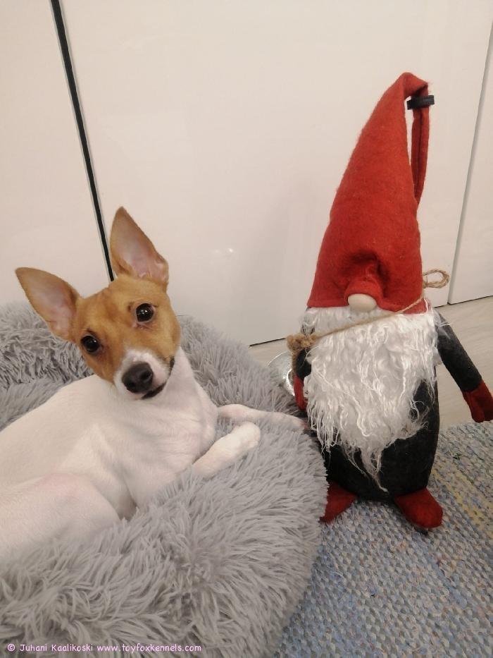 Hyvää Joulua, toivoopi Niilo.  Mulla kaikki hyvin. Opin kokoajan uusia juttuja. Liitteenä mun joulukuva.