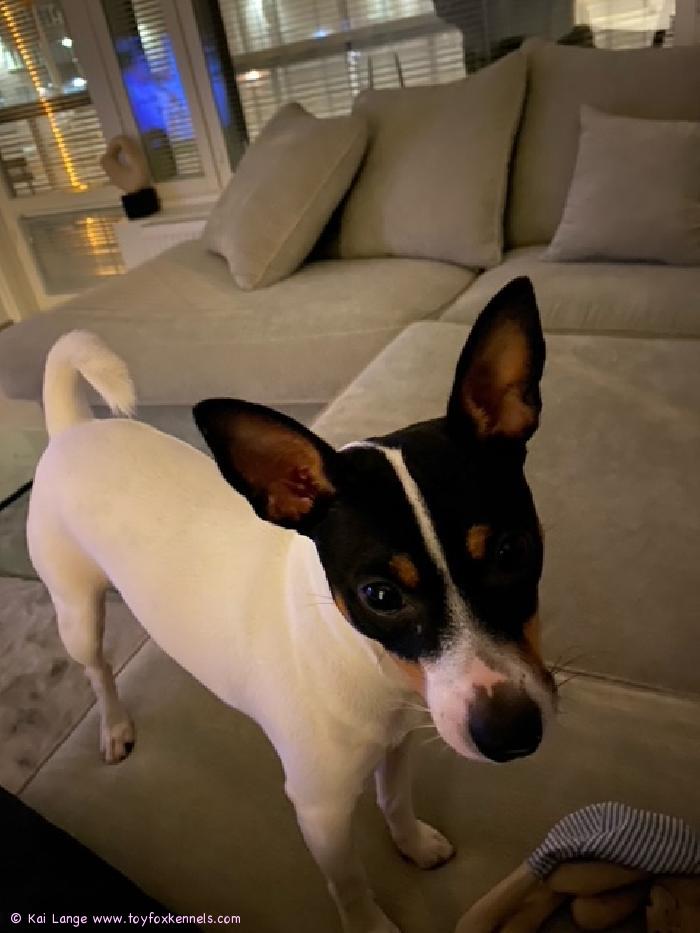 Basse valmistautuu 1-vuotis syntymäpäiväjuhliinsa!