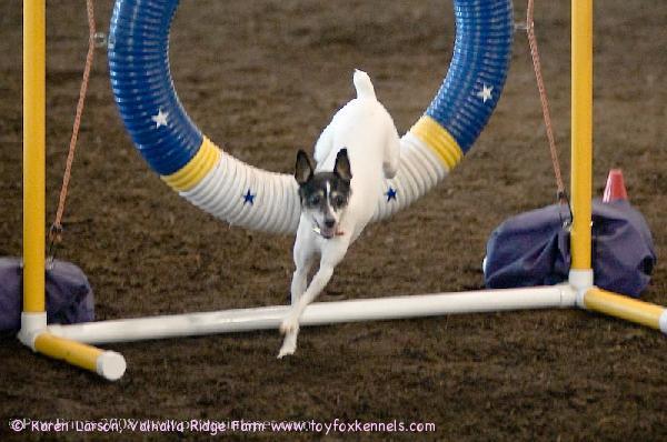 VINCENT'S HALF SISTER - PRESLEY AT THE CENTRAL OHIO AGILITY SHOW