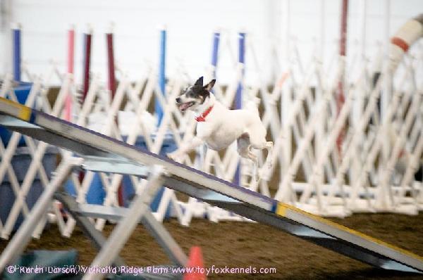 VINCENT'S HALF SISTER - PRESLEY AT THE CENTRAL OHIO AGILITY SHOW