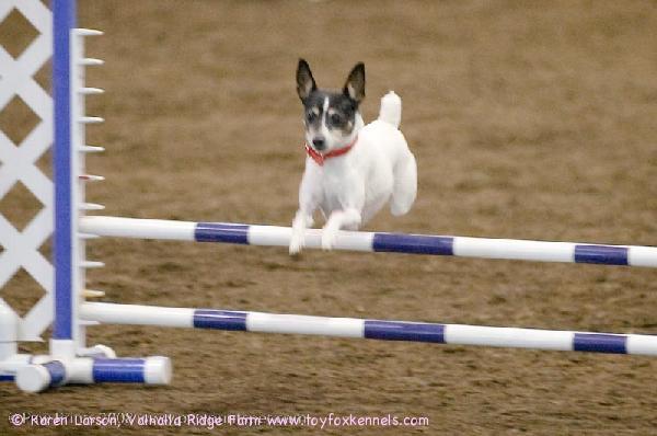 VINCENT'S HALF SISTER - PRESLEY AT THE CENTRAL OHIO AGILITY SHOW