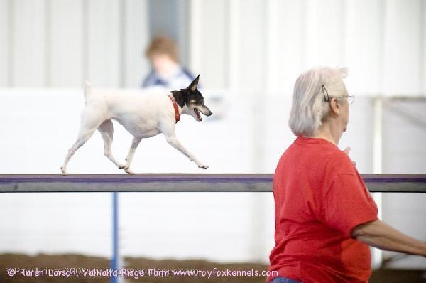This is one of our 'alumni'  Presley is 6 years old and just achieved her 'Masters' in Agility.  She is Vincent's half-sister.