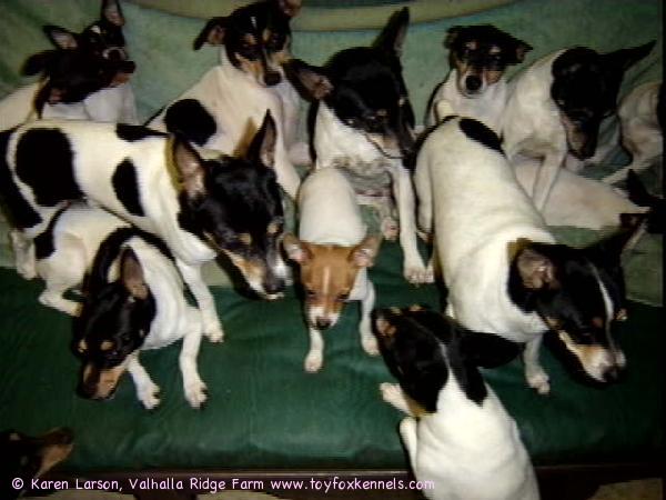 I hope the 'K9 Kids' are being good for you guys. Here's our bunch!
Best to all -
Karen