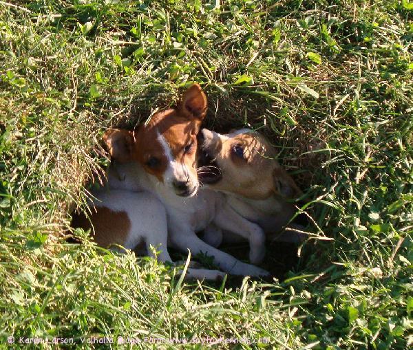 Karenin koiria piilosilla kuopassa! :o)