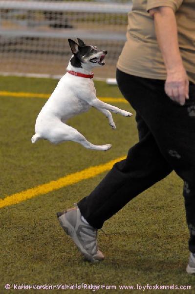 Kennelimme Oppan siskopuoli, 9 vuotias Presley, agilitymestari USA:sta.
”Action shots from the Agility Trial at OSU Recreation Center. Great weekend and 2 qualifying runs with a 1st place is a wonderful feeling! I'm so proud of Presley, she had the time of her life.”