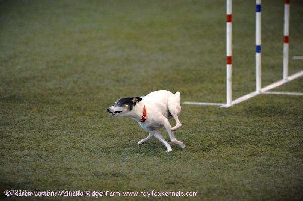 Kennelimme Oppan siskopuoli, 9 vuotias Presley, agilitymestari USA:sta.
”Action shots from the Agility Trial at OSU Recreation Center. Great weekend and 2 qualifying runs with a 1st place is a wonderful feeling! I'm so proud of Presley, she had the time of her life.”