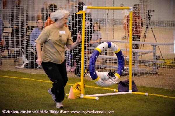 Kennelimme Oppan siskopuoli, 9 vuotias Presley, agilitymestari USA:sta.
”Action shots from the Agility Trial at OSU Recreation Center. Great weekend and 2 qualifying runs with a 1st place is a wonderful feeling! I'm so proud of Presley, she had the time of her life.”