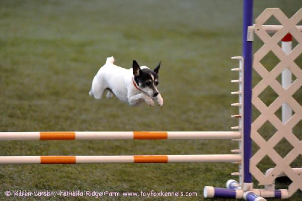 Kennelimme Oppan siskopuoli, 9 vuotias Presley, agilitymestari USA:sta.
”Action shots from the Agility Trial at OSU Recreation Center. Great weekend and 2 qualifying runs with a 1st place is a wonderful feeling! I'm so proud of Presley, she had the time of her life.”