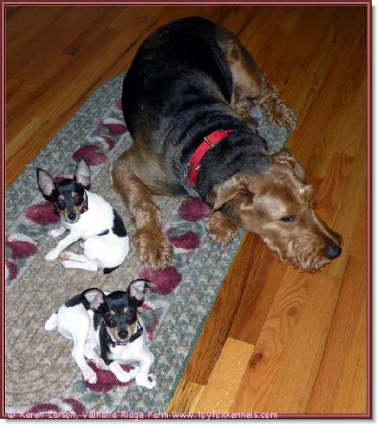 Viesti ystävältämme Karenilta Yhdysvalloista - kuvassa hänen kaksi kasvattiaan Fritz ja Griffin uudessa kodissaan Tucker-airedalenterrierin kera!