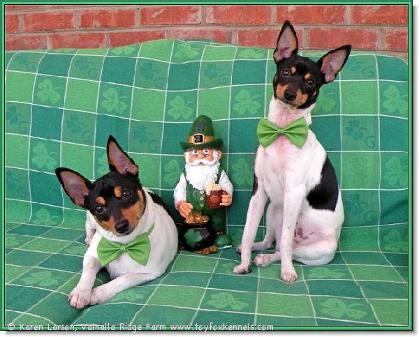 Terveisiä USA:sta! Ystävämme Karen Larson, Valhalla Ridge Farm, lähetti meille ihanat kuvat amerikankääpiöterrieri-kasvateistaan St. Patrick's Day -asuissa!

Irlannin kansallispäivää eli St. Patrick's Dayta vietetään aina 17.3. Pyhä St. Patrick oli yksi suosituimmista pyhimyksistä yhdessä St. Nicholauksen ja St. Valentinuksen kanssa. St. Patrick kuoli 17. maaliskuuta vuonna 461 ja siitä lähtien kyseistä päivää on vietetty hänen muistopäivänään.