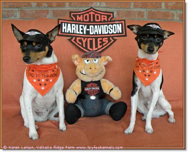 Ystävämme Karen Larsonin kasvatit Fritz & Griffin pukeutuneina Harley-Davidson -asuihin.
