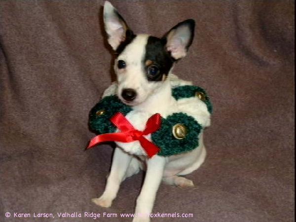 This is 'Victor' - the goofiest looking little puppy we've ever
produced - but TO DIE FOR ADORABLE!!!!

He's wishing you a Holiday Season full of peace, cheer, and love.