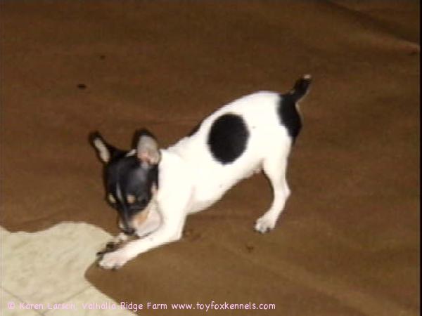 'Popeye' born November 1st. He's only 1 3/4
pounds but a real character  :)
