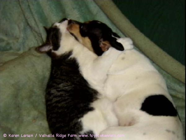 And The Lion Shall Lay Down With The Lamb...