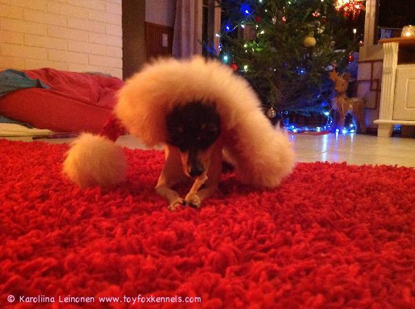 Daisy toivottaa Hyvää Joulua Porvoosta !