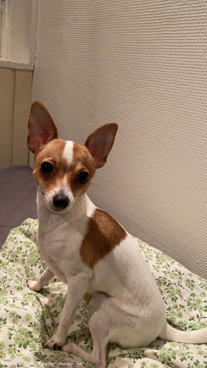 God jul från Mishka