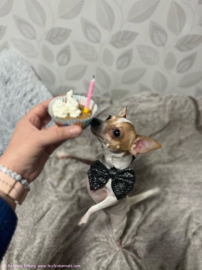 Tack tack säger Mishka! Mishka täyttää kolme vuotta. Onnea!