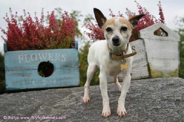 Korva lurpallaan odotetaan sitä makupalaa mikä sillä kuvaajalla on kätösessään :D