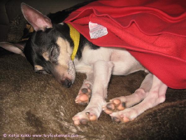 Blackie pötköttää