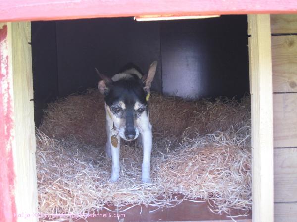 Blackie vierailemassa Abbien kopissa.