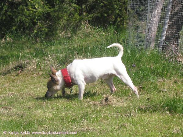 Mocca nuuskuttelee hajuja.