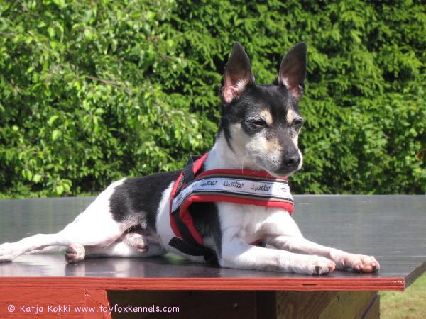 Blackie nauttii auringon paisteesta.