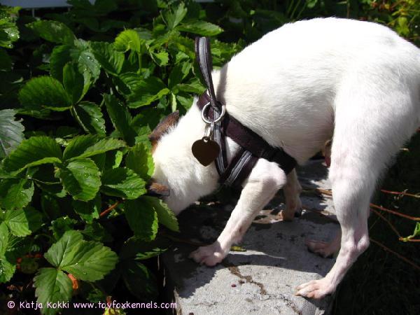 Mocca on mansikka varkaissa.