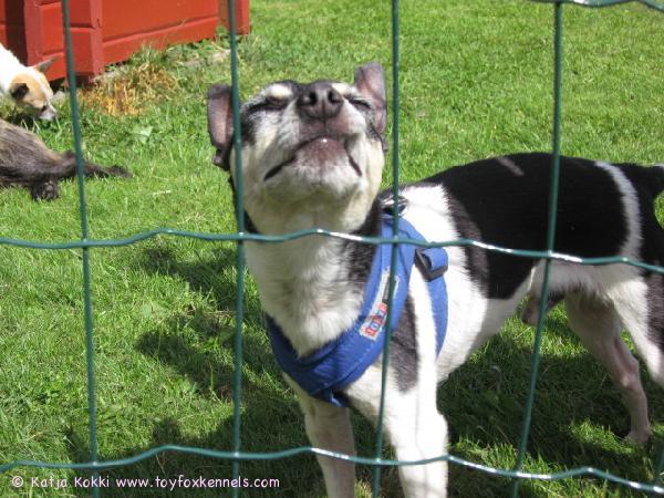 Blackie paistattelee.