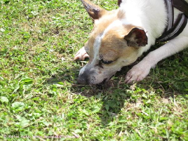 Kuoppaan oli tippunut mansikka ;)