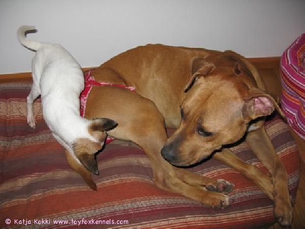 Mocca tyttöystävänsä kimpussa :o)