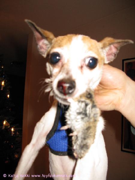 Mocca ja saalis! :-)