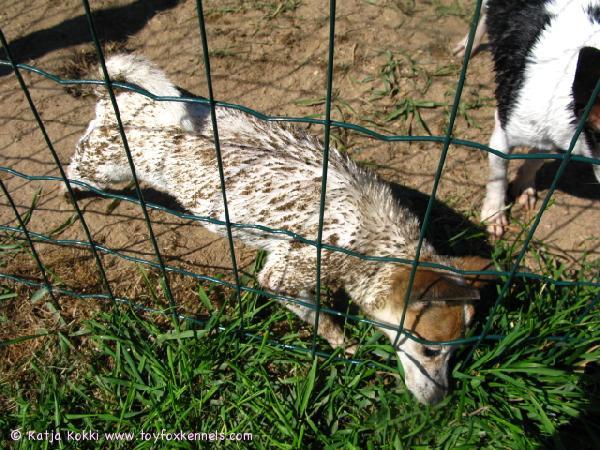 Mocculi oli sieltä mieltä että uinnin jälkeen pitää möyriä hiekassa ;) 