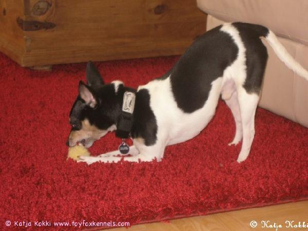 Blackie jäytää hiirulaista.