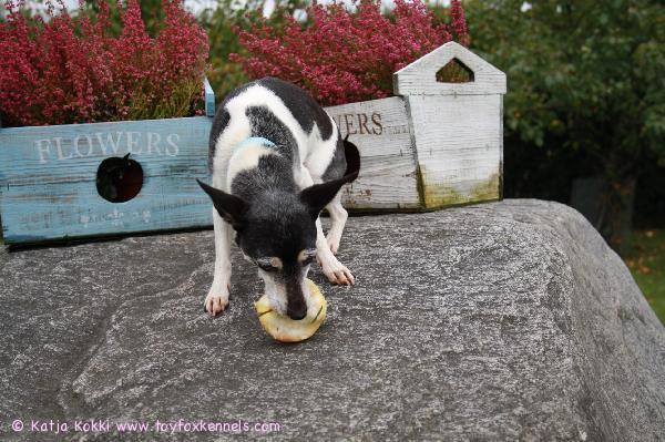 Omena on hyvää kun yksin syö..