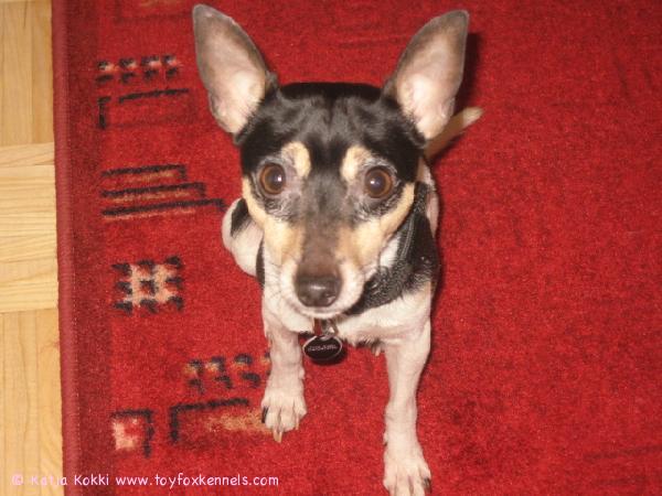 Blackie posettaa isoilla silmillään..