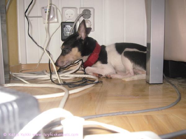 Blackie-raukka on piilossa uudenvuoden paukkeelta.