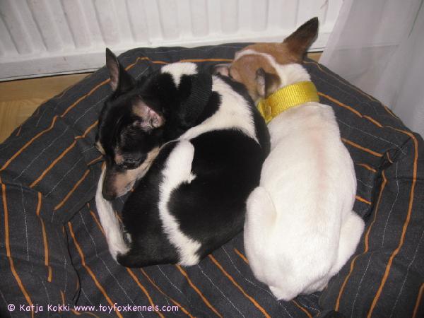 Välillä nukutaan ilman riitoja vierekkäin :)