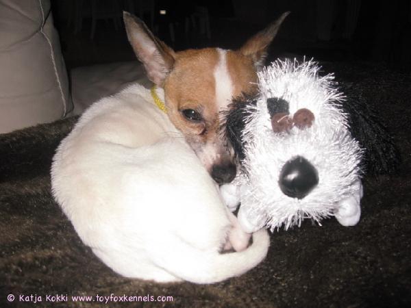 Mocca ja Pingo (silloin kun Pingolla vielä silmät oli tallessa)