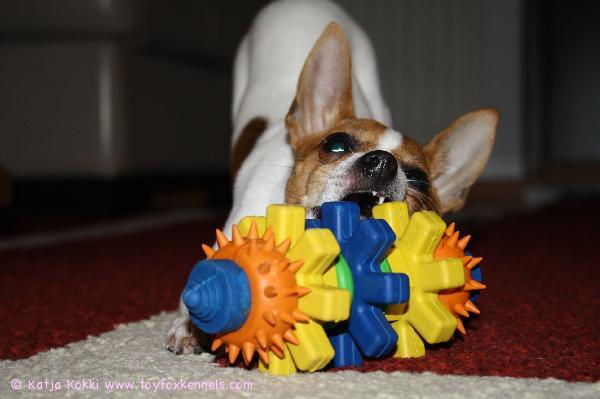 Maisa lelun kimpussa