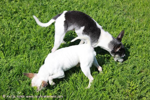 Suklaan syöntiä, eli rusakon papanoitahan siinä etsitään.