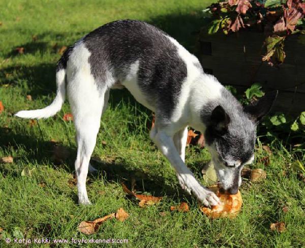 'PR' Dunkel's Black Stallion aka Blackie syyspuuhissa.