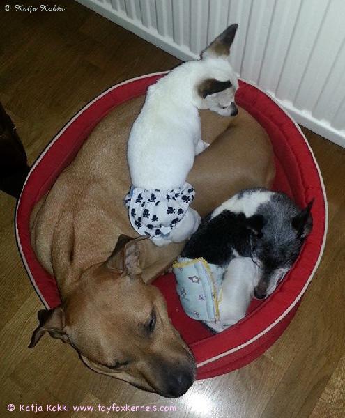 Yhteiseen petiin on itsensä ängennyt amerikanpitbullterrieri Abbie sekä parhaat kaverinsa, amerikankääpiöterrierit 'PR' Dunkel's Master Mocca aka Mocca ja 'PR' Dunkel's Black Stallion aka Blackie.